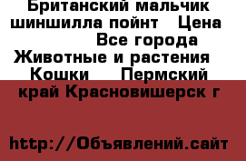 Британский мальчик шиншилла-пойнт › Цена ­ 5 000 - Все города Животные и растения » Кошки   . Пермский край,Красновишерск г.